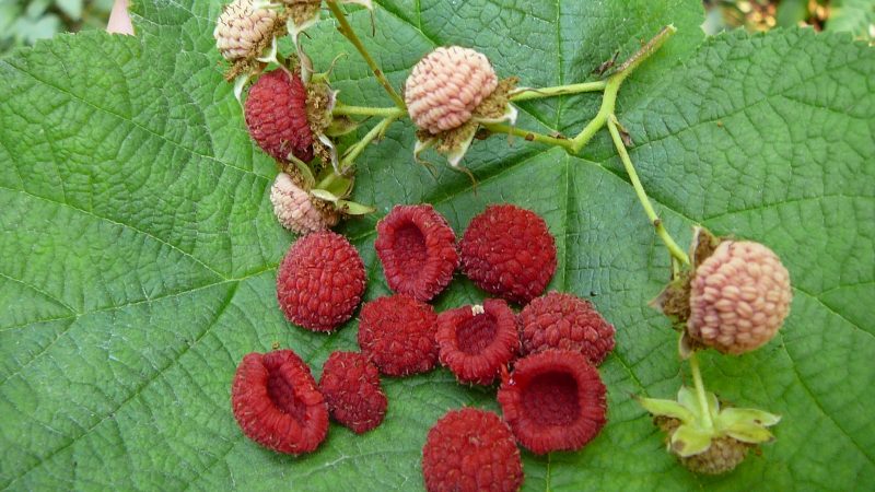 P1071003 Rubus parviflorus fruit Gordon River P1071003 Rubus parviflorus fruit Gordon River
