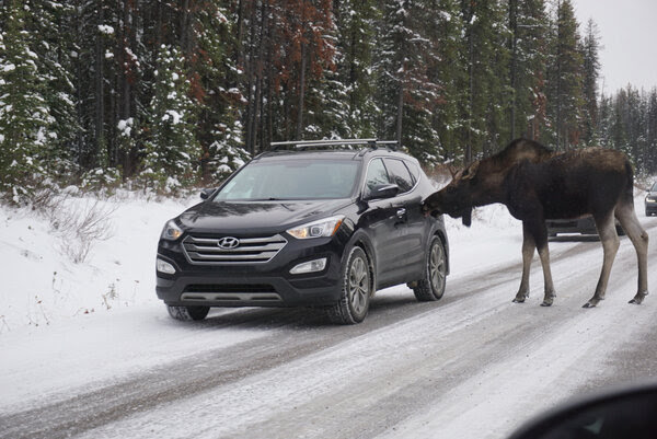 Photo: Elizabeth Wishart; Originally published at https://www.nytimes.com/2020/11/23/world/canada/canada-moose-sign-cars.html