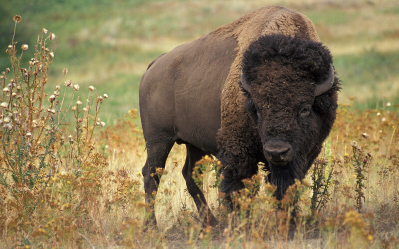 American_bison_k5680-1