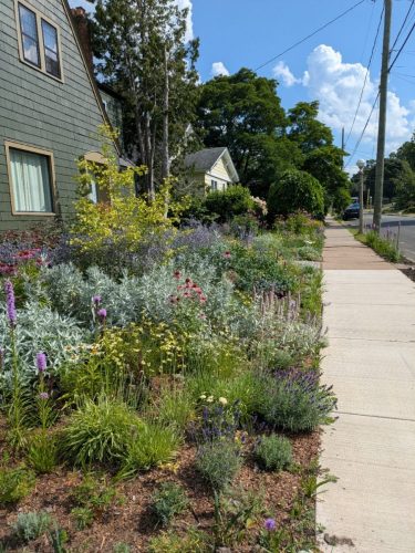 Figure 4: Flower landscape including some native plants.