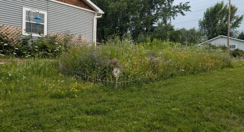 Figure 6: Example of a pollinator-friendly portion of a lawn.