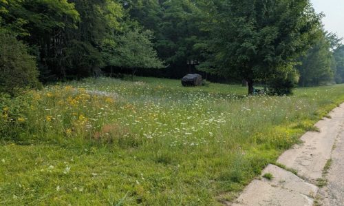 Figure 8: Example of a wild front yard.